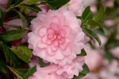 Rediscovering Nature's Splendor with the October Magic Pink Perpsxion Camelia